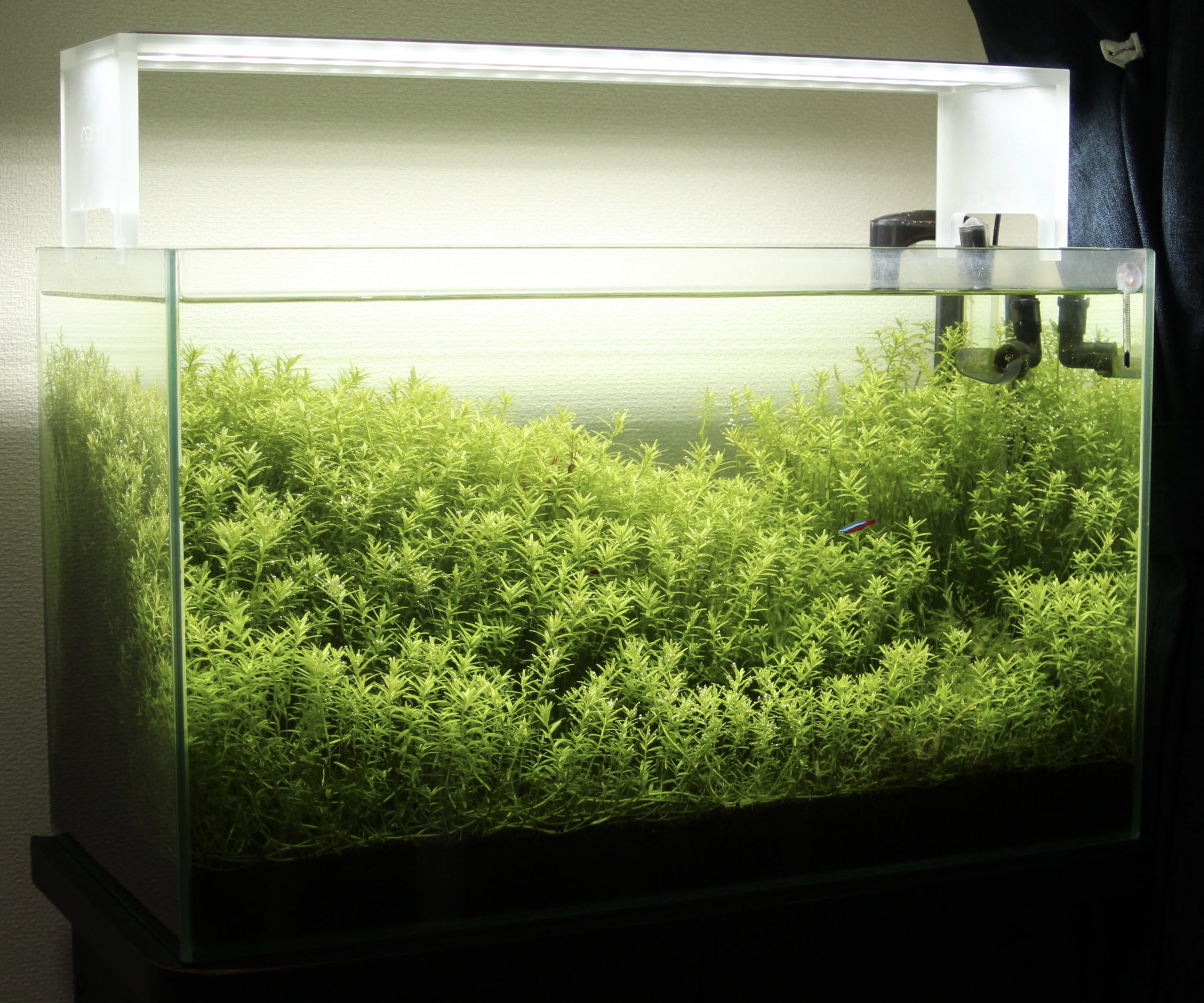 メルカリ便 グリーンロタラ水上葉10本 水草 ADA 水槽 - 水草