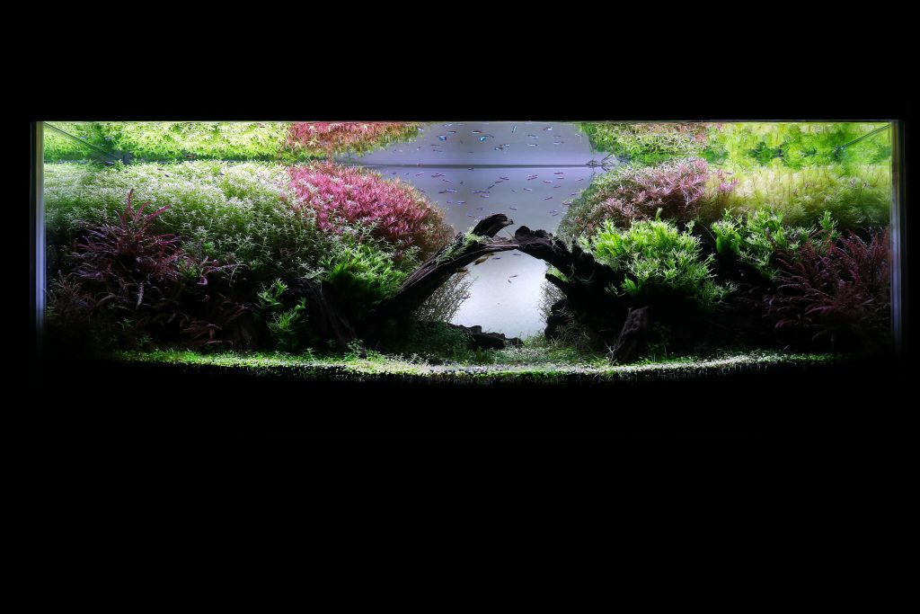 1ｃｍ水槽レイアウトの植栽 完成までの様子をまとめてみました アクアネットコラム