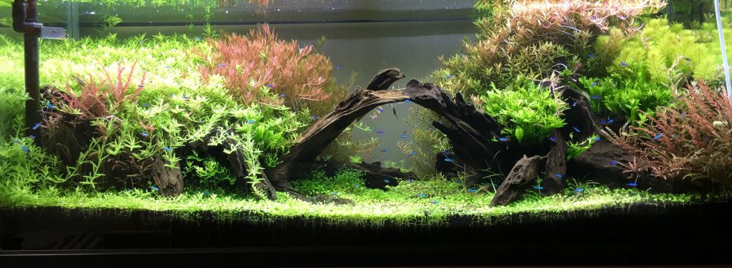 1ｃｍ水槽レイアウトの植栽 完成までの様子をまとめてみました アクアネットコラム